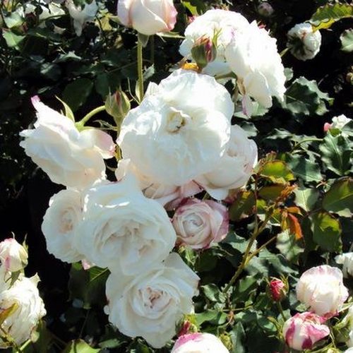 Fehér - Angolrózsa virágú- magastörzsű rózsafa- bokros koronaforma